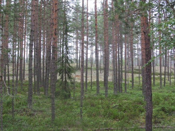 Карельский лес.